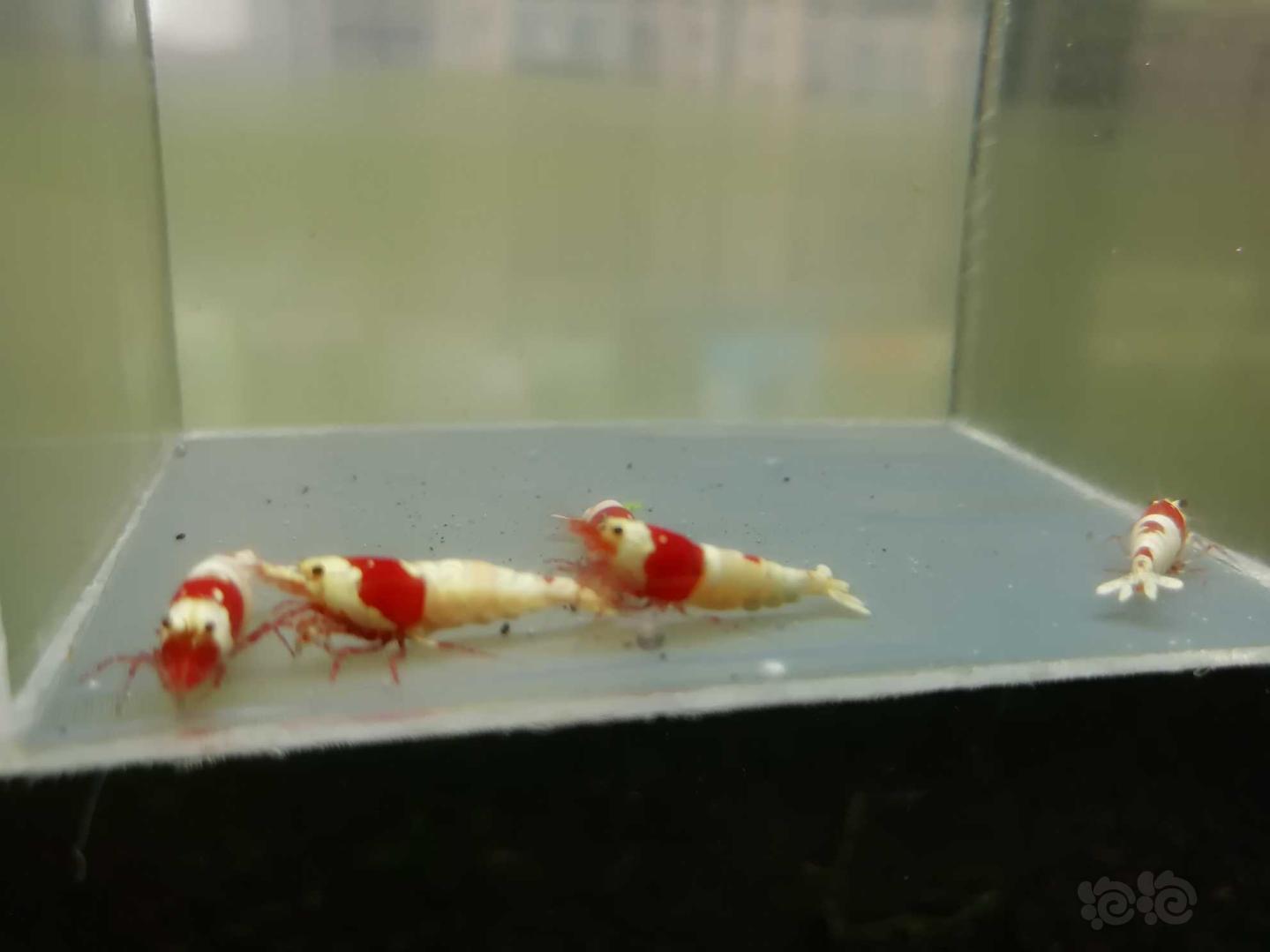 【虾】2020-04-24#RMB拍卖#红白纯血水晶虾一份5只-图1