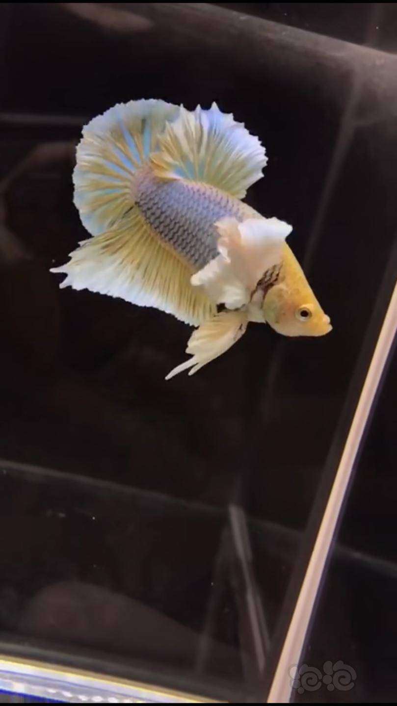 斗鱼斗鱼斗鱼泰斗