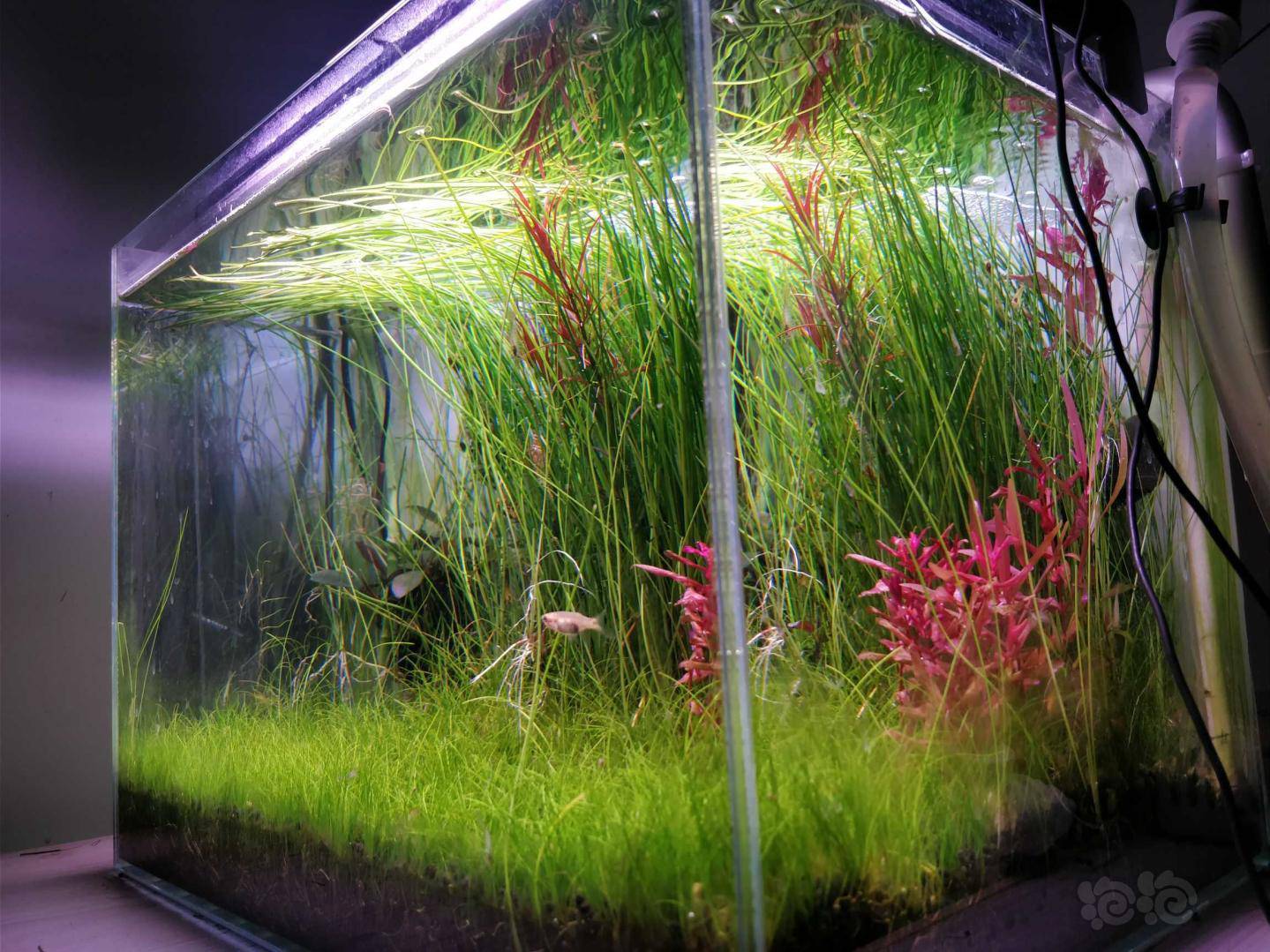 老规矩出墨西哥大莎草!