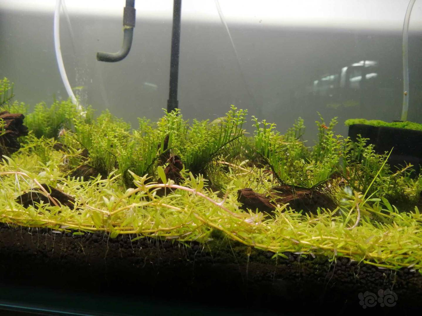 忍无可忍的迷你黑木蕨缸