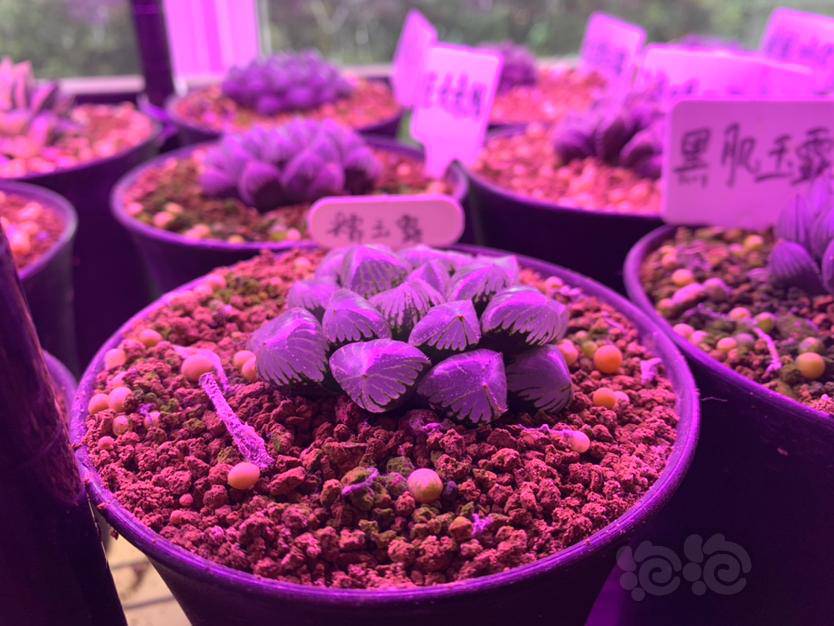 十二卷玉露闷样两个月