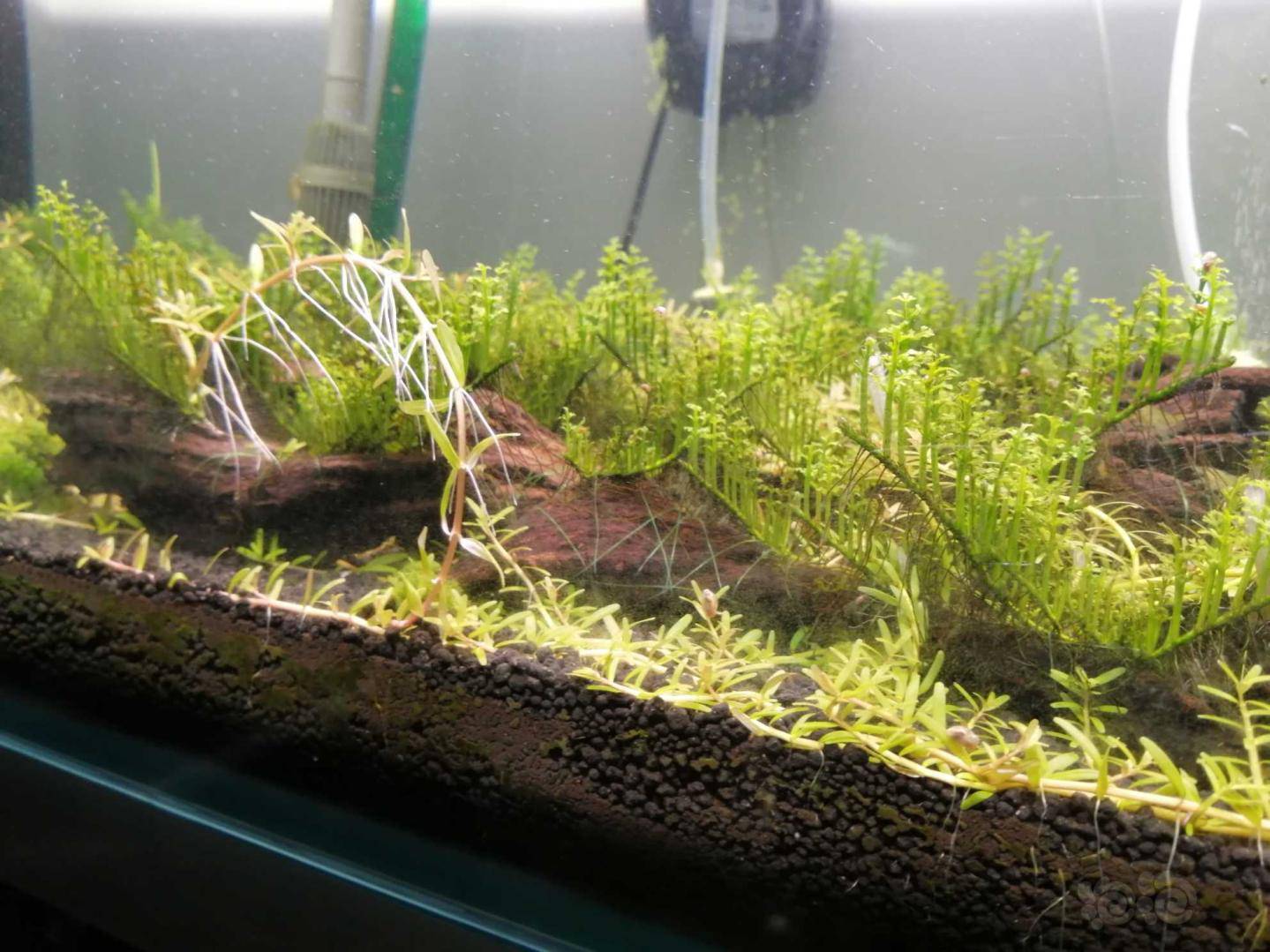 忍无可忍的迷你黑木蕨缸