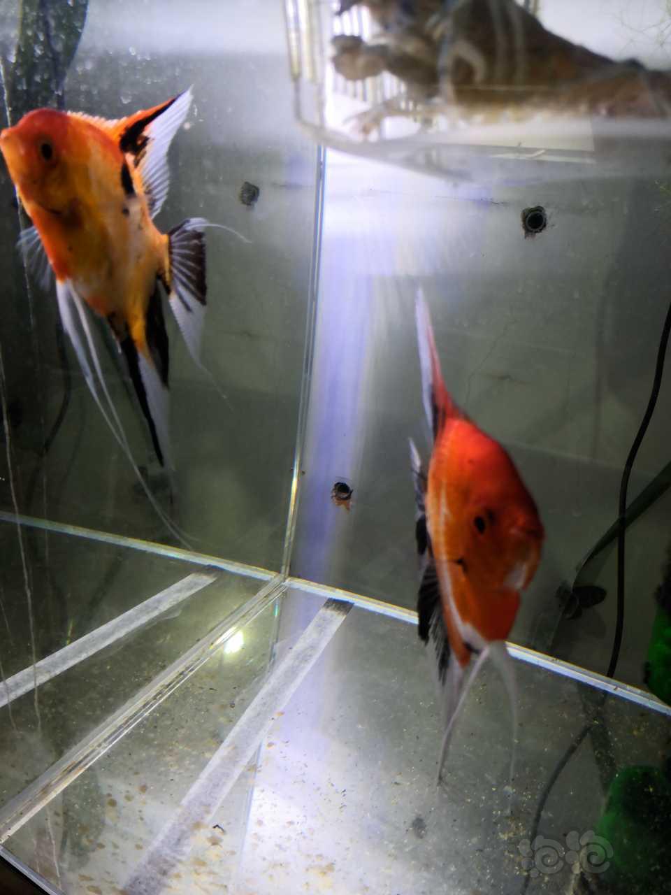 【其它】台湾大红袍燕鱼-图3
