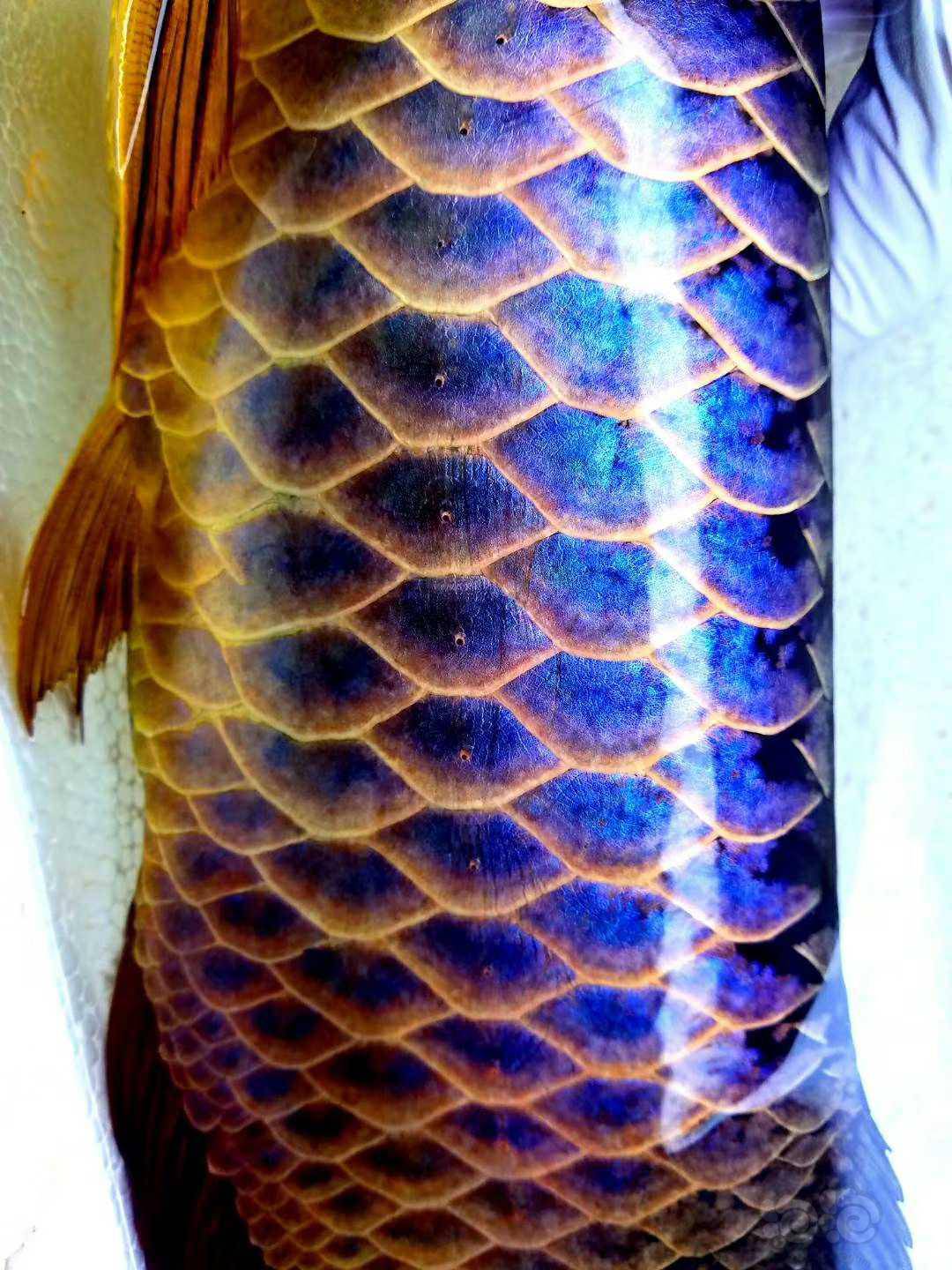 龙鱼一大早准备发货