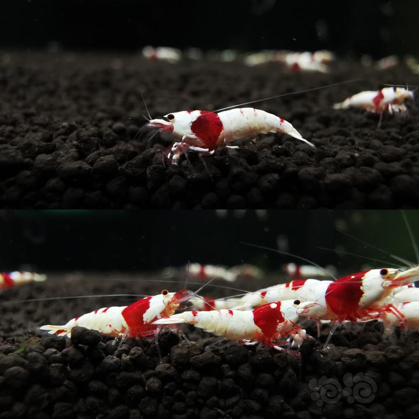 【虾】2020-04-10#RMB拍卖红白幼虾一组10只-图5