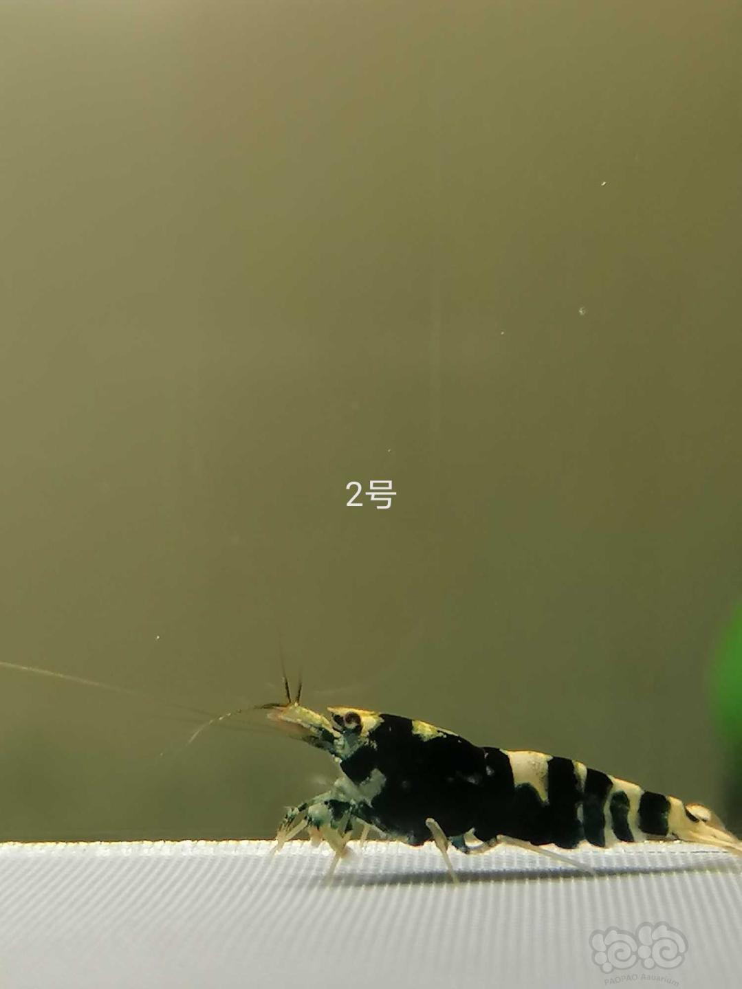 【虾】2020-4-24#RMB拍卖虎皮繁殖组11只-图2