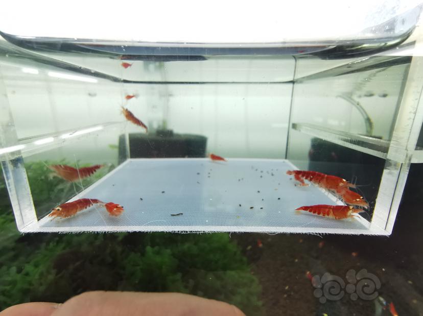 【虾】2020-04-16#RMB拍卖圣诞红全红一份10只-图7