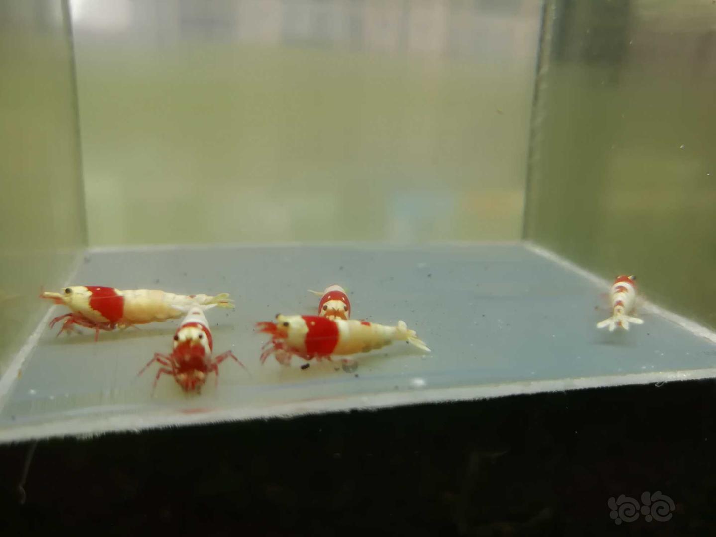 【虾】2020-04-24#RMB拍卖#红白纯血水晶虾一份5只-图4