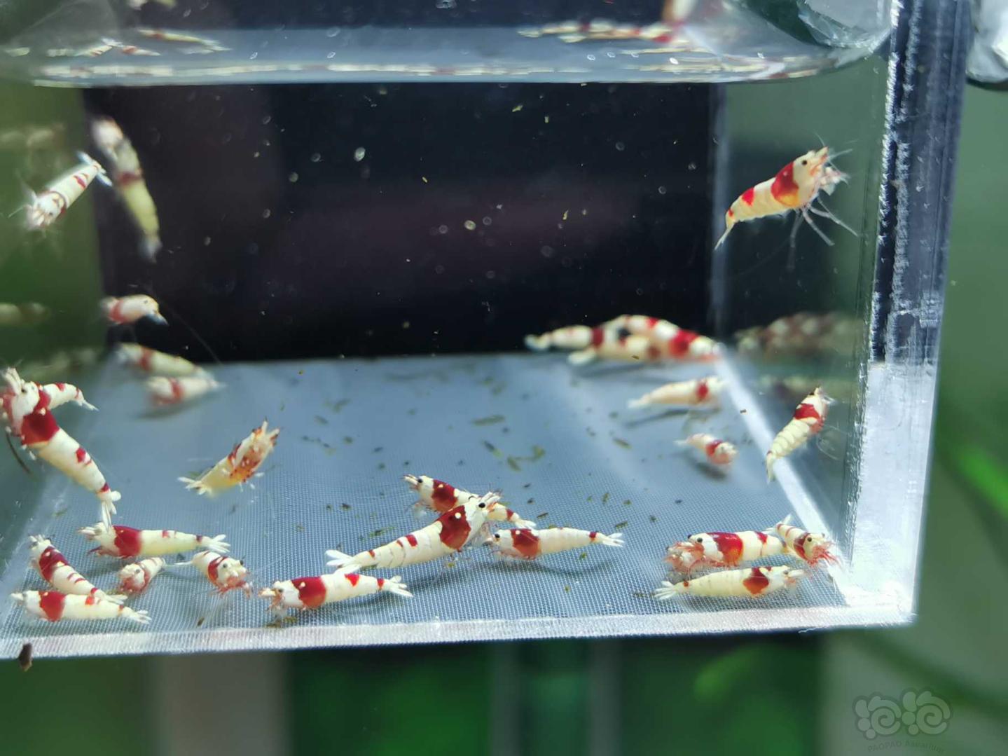 【虾】2020-04-11#RMB拍卖水晶虾一份-图3
