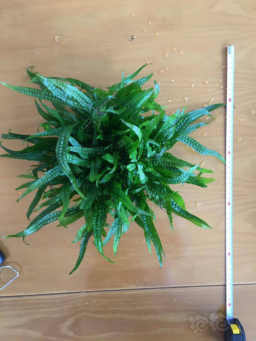 出菲律宾铁皇冠