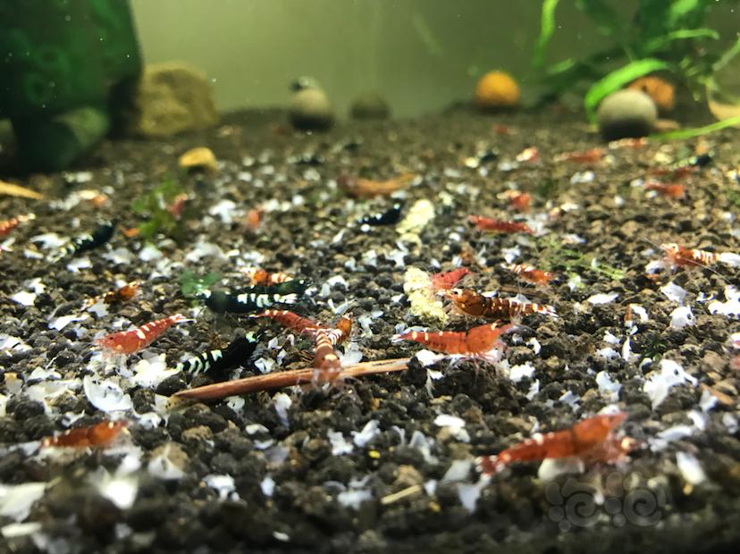 【水晶虾】清缸-黑红虎p水晶虾-图2