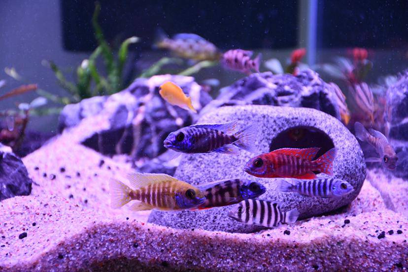 【三湖慈鲷】趁他们还活着 赶紧发一发