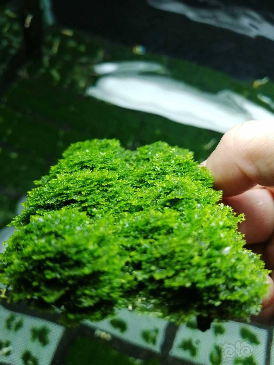 水草出售迷你珊瑚莫丝状态超好的大厚板