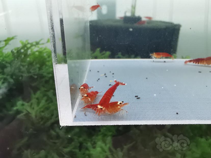 【虾】2020-04-13#RMB拍卖圣诞红全红一份10只-图5