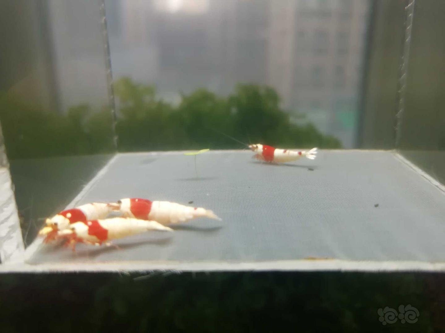 【虾】2020-04-01#RMB拍卖#红白纯血水晶虾一份4只-图2