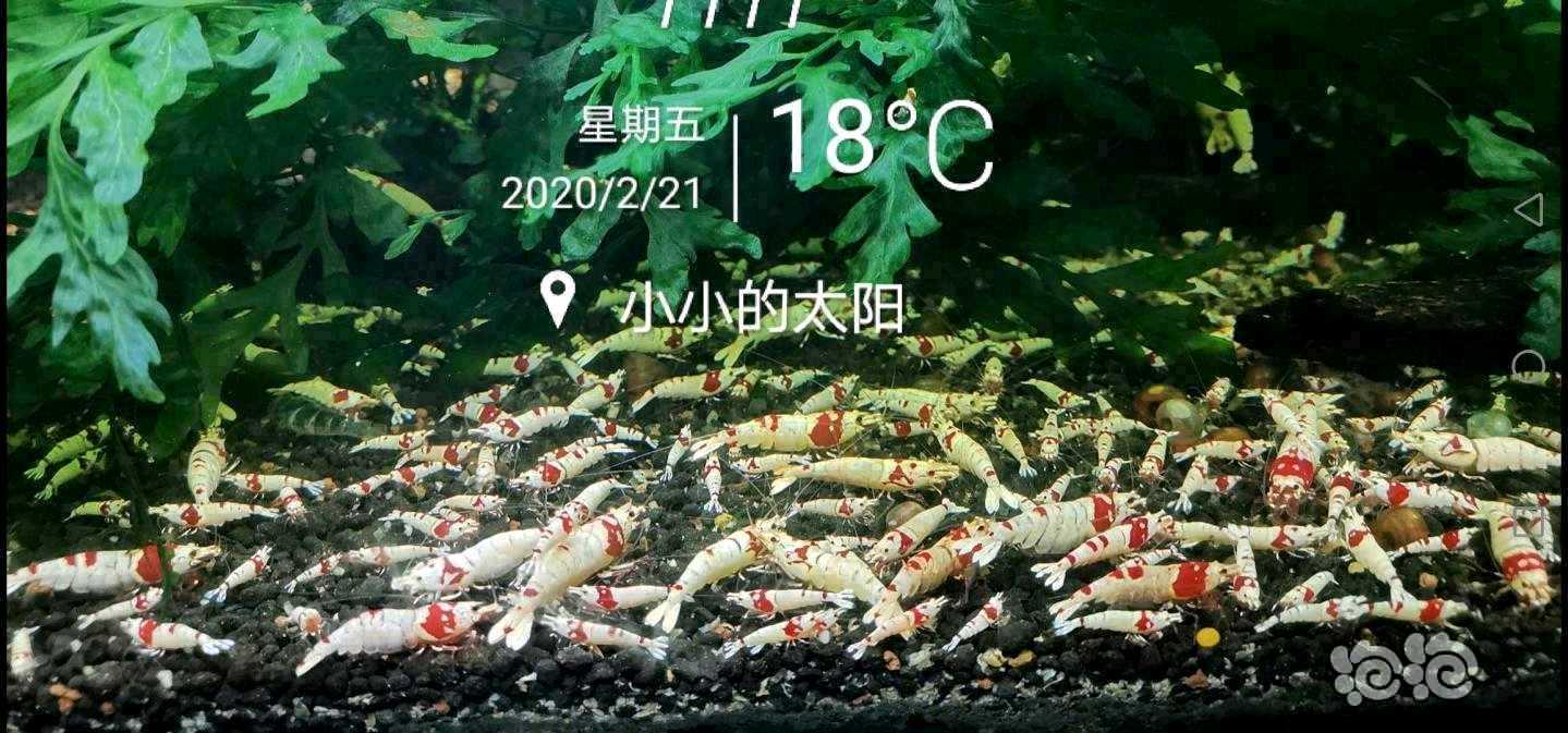 🇨🇳🇨🇳迷你榕，水晶虾，沉木🇨🇳🇨🇳-图2