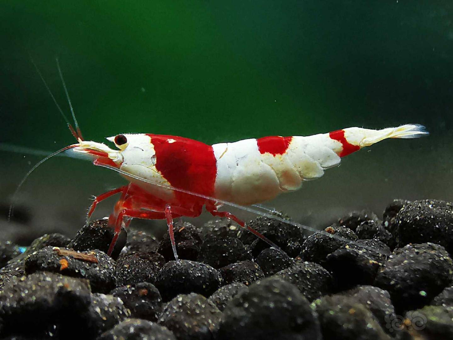 20200421rmb拍卖红白水晶虾一对