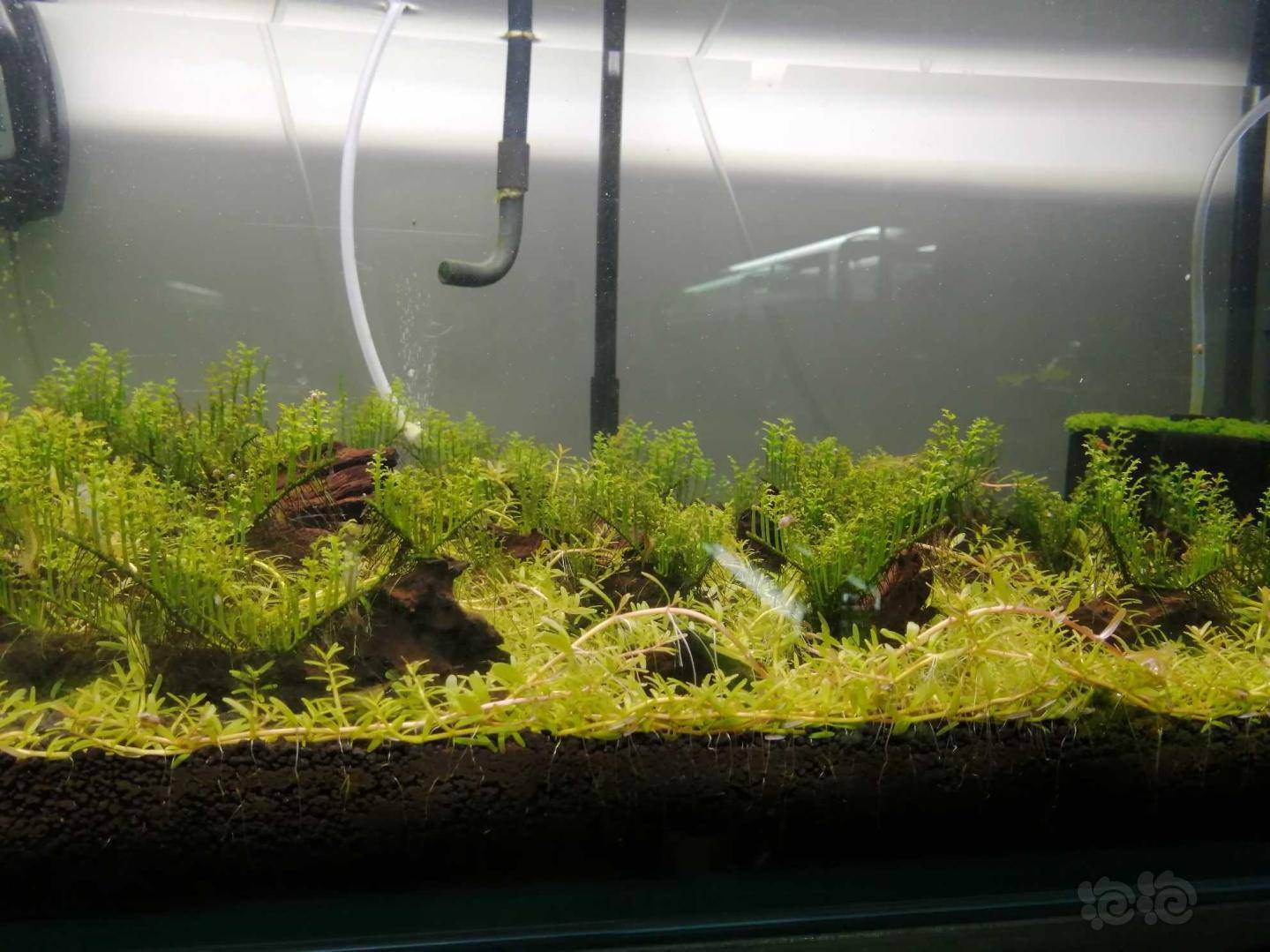 忍无可忍的迷你黑木蕨缸