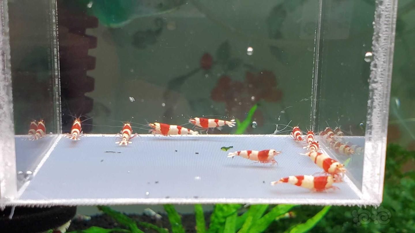 【虾】2020-04-22#RMB 拍卖红白水晶虾10只。-图2