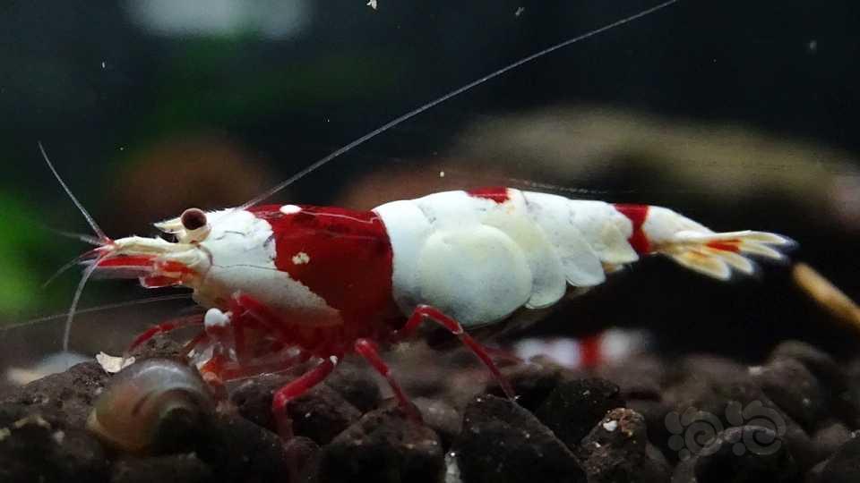 红脚大腹甲母虾-图2