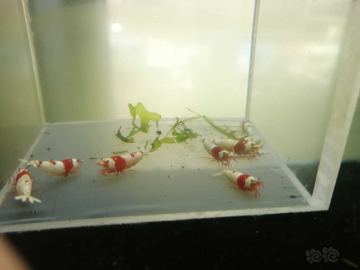 【虾】2020-04-25#RMB拍卖#红白纯血水晶虾成虾一份7只-图3