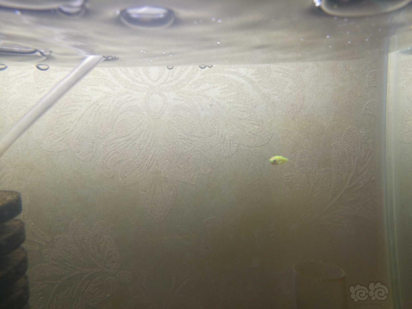【灯科鱼】荧光绿斑马鱼、小精灵白点好转，基本已经好了-图1