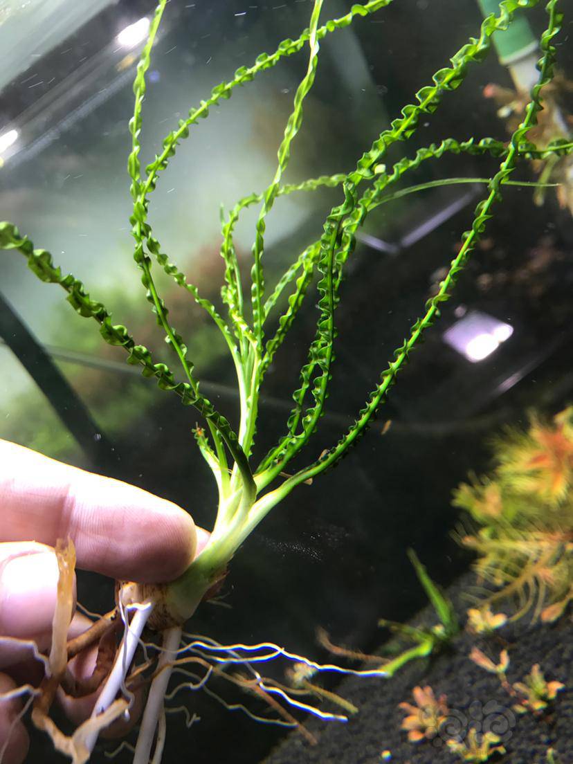 龙鞭水草65一颗