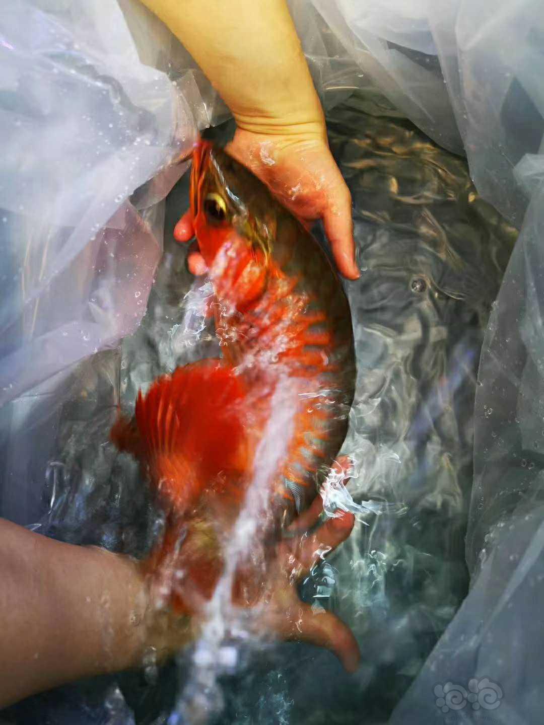 【龙鱼】极品红龙鱼，发货，凶猛又霸气-图3