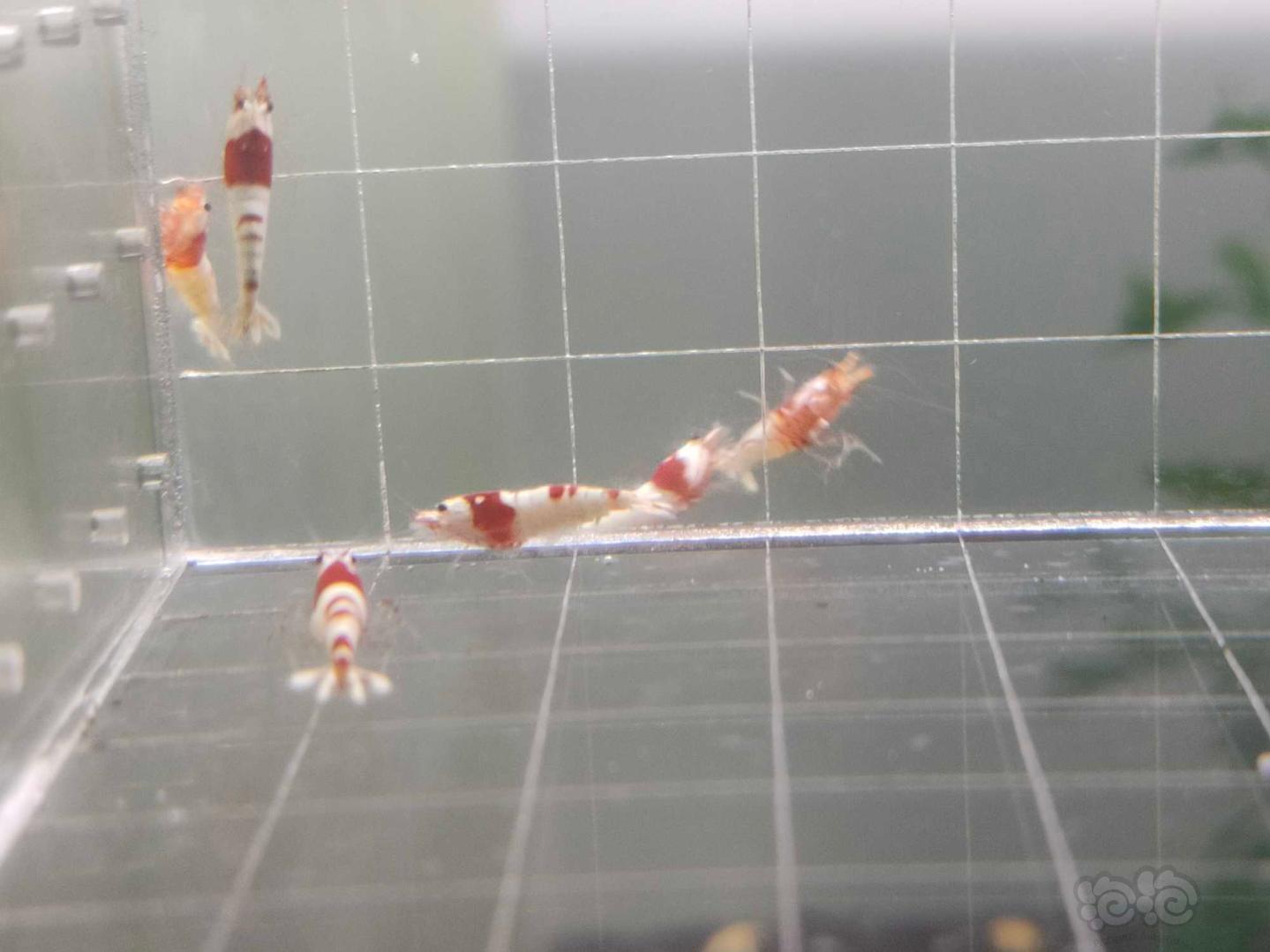 【虾】2020-4-6#RMB拍卖红白水晶虾5只-图7