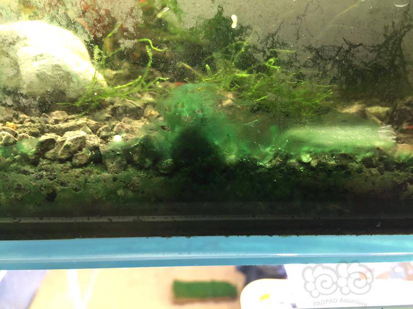 米虾缸里爆蓝绿藻了该怎么处理