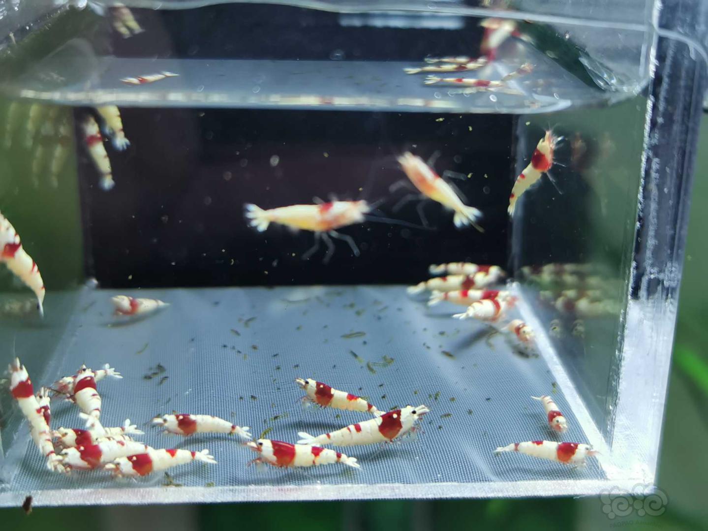 【虾】2020-04-10#RMB拍卖红白水晶虾一份 -2-图3