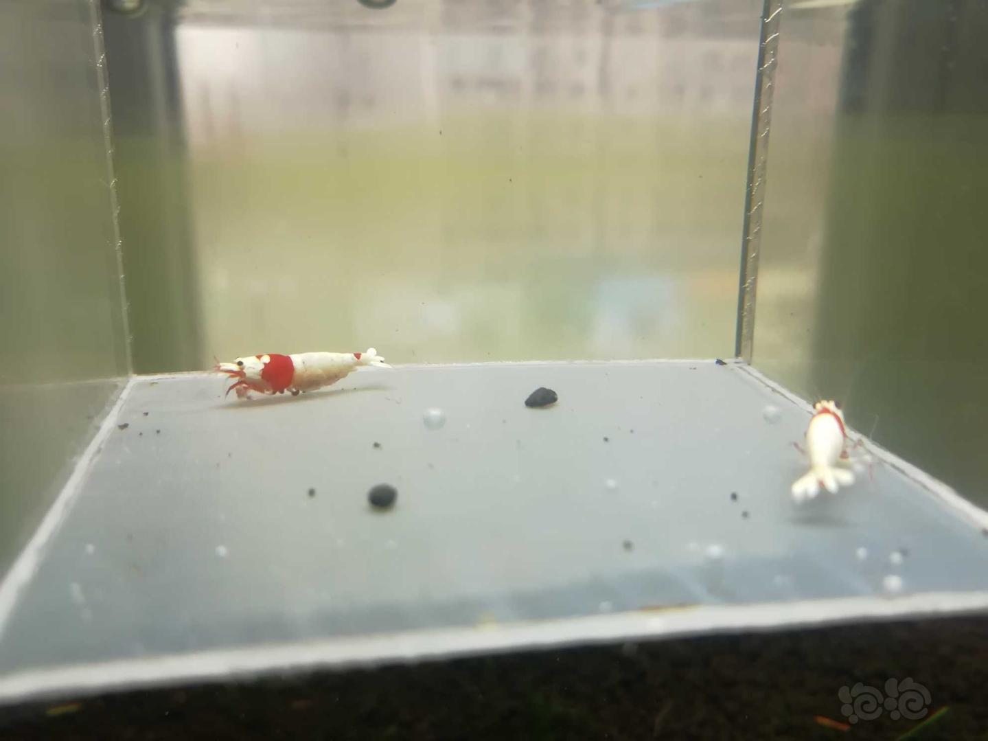 【虾】2020-04-21#RMB拍卖#红白纯血水晶虾一份2只-图2