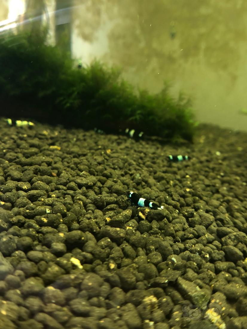 【虾】2020-4-14#RMB拍卖#蓝化黑金刚水晶虾一份10只-图5