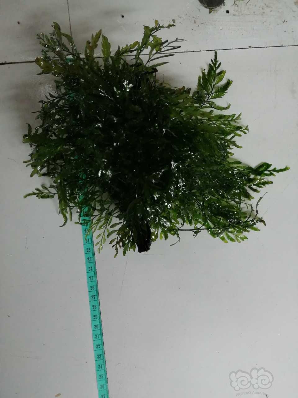 【水草】出售沉木定植的黑木蕨-图4