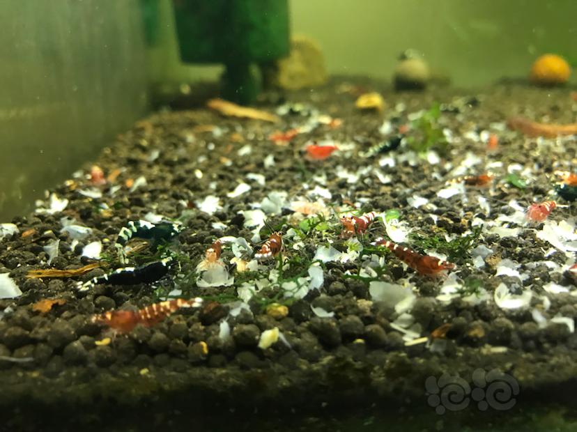 【水晶虾】清缸-黑红虎p水晶虾-图3
