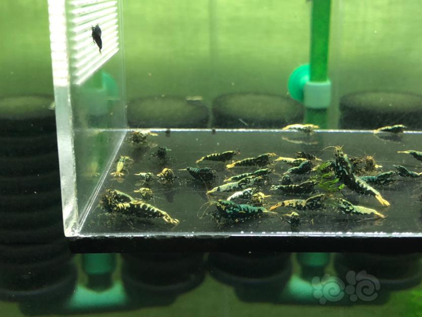 【虾】2020-04-18#RMB拍卖黑银河鱼骨45只-图3