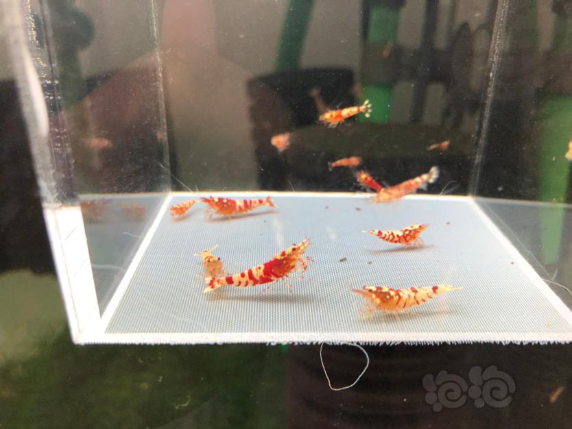 【虾】2020-4-09#RMB拍卖红花虎幼虾10只-图1
