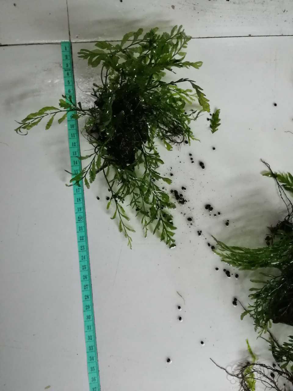 【水草】出售沉木定植的黑木蕨-图7