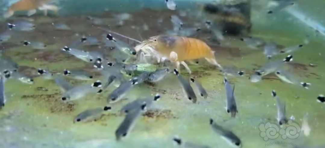 【热带鱼】鼠鱼，异形鱼，橙兔螺-图4