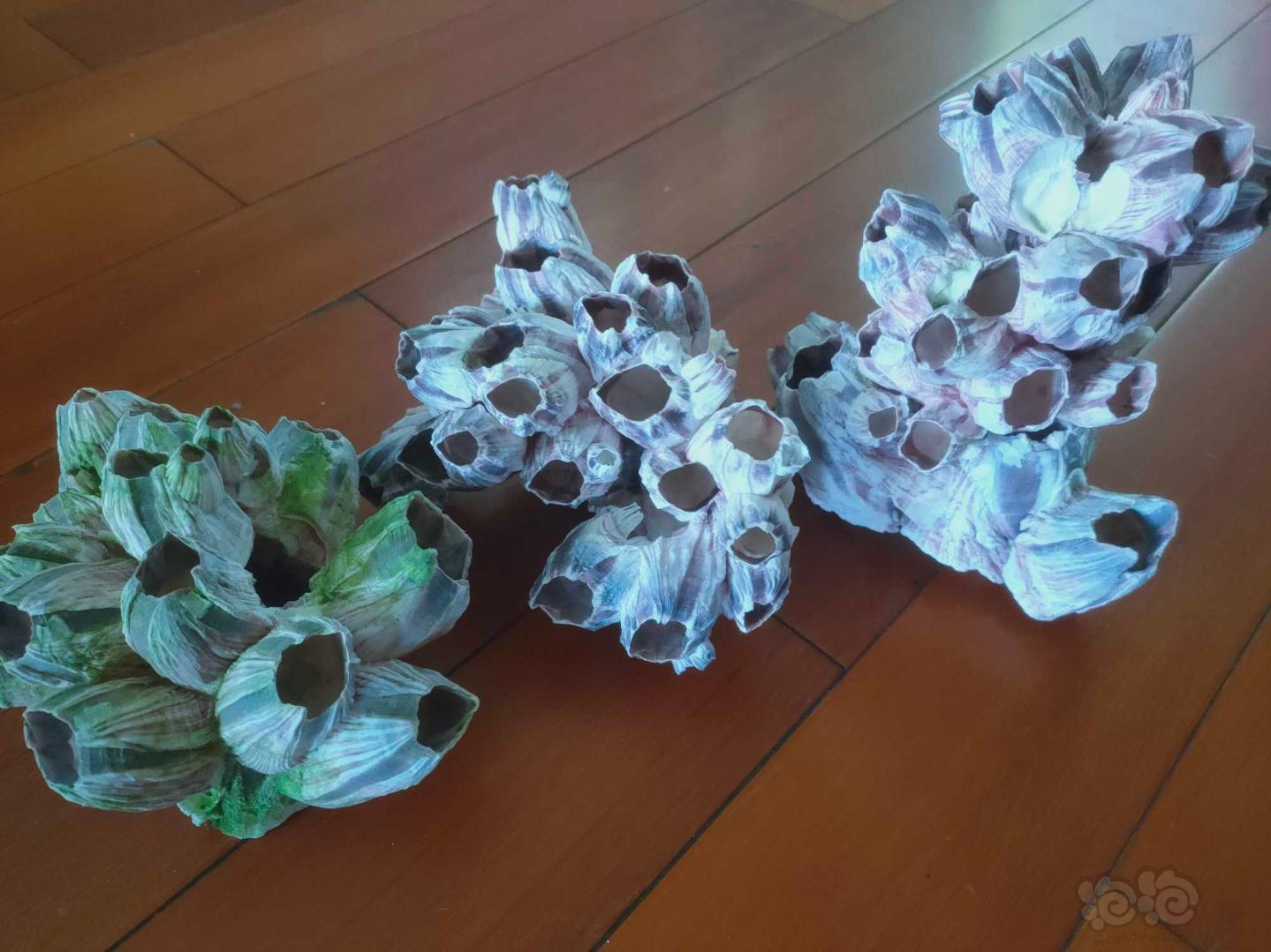 【出售】出售，天然海石花，紫藤壶壳-图1