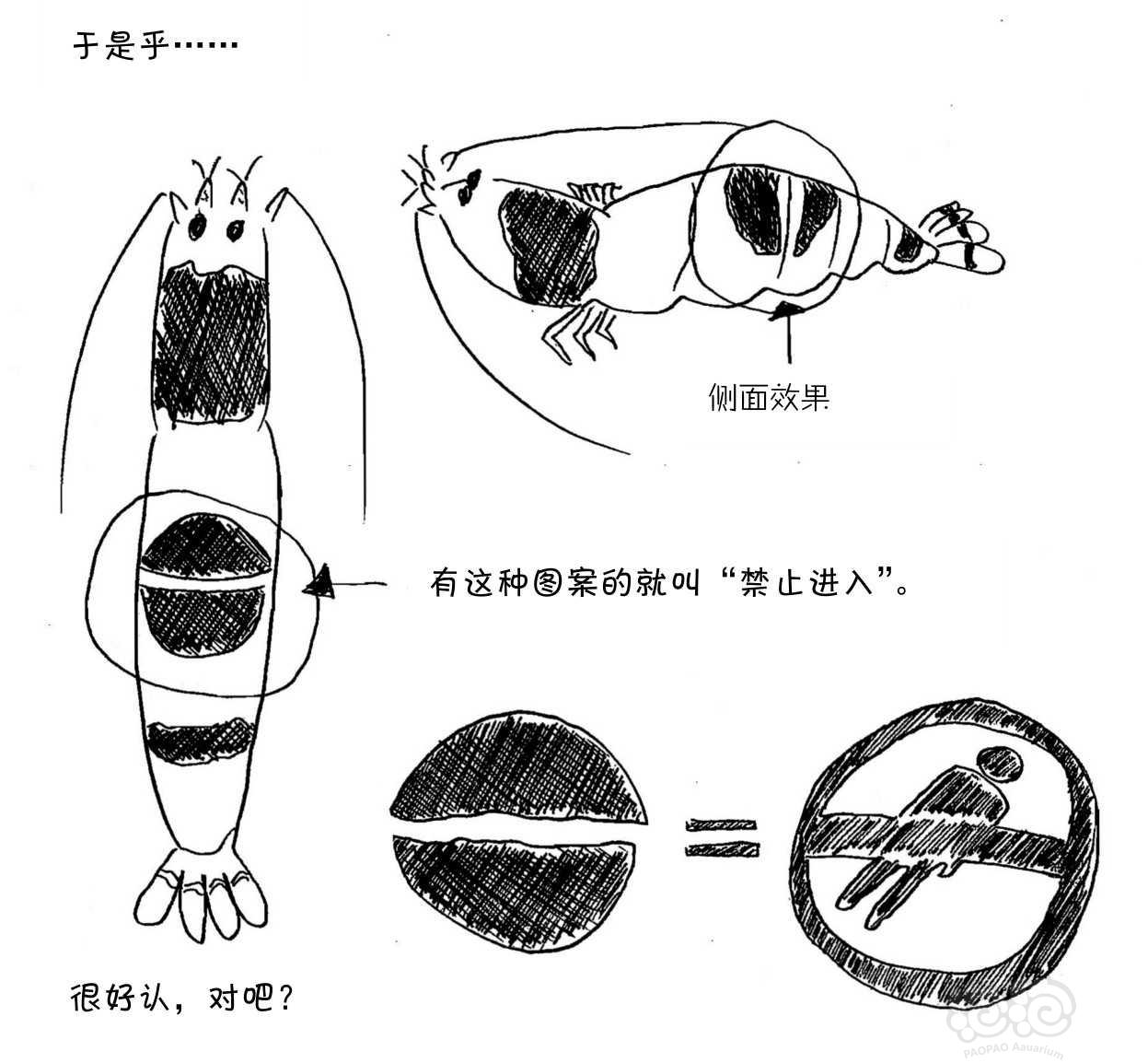 水晶虾分级科普-图9