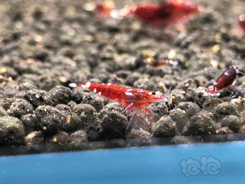 【虾】2020-04-07#RMB拍卖玫瑰金幼虾4只-图6