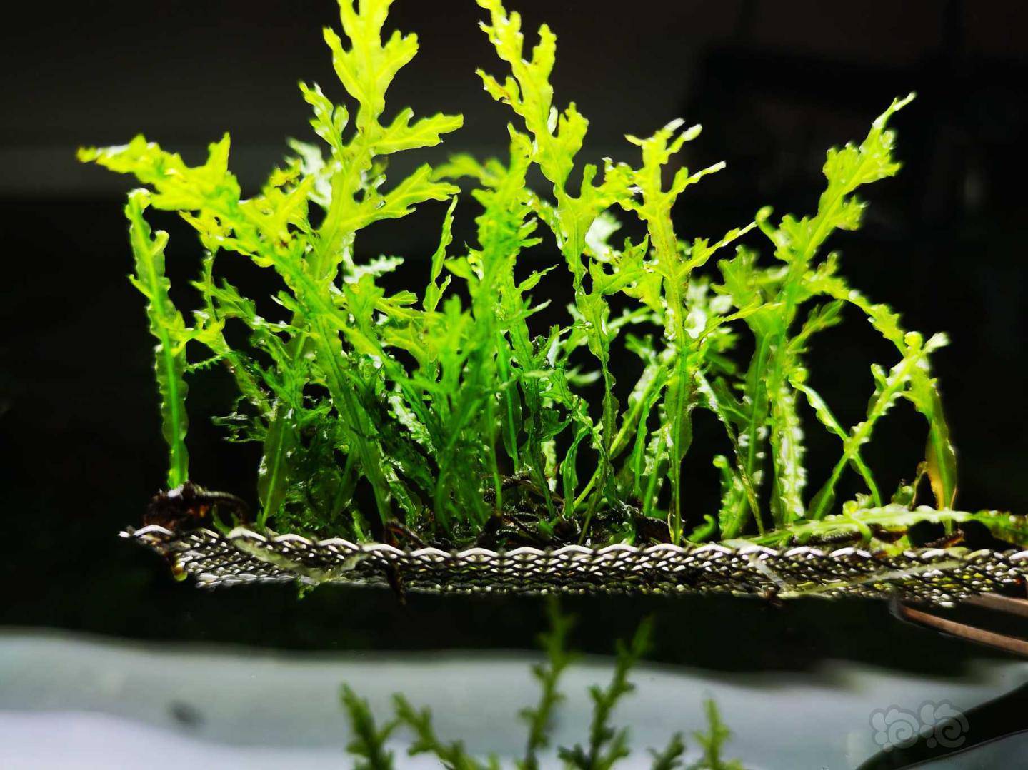 202047rmb拍卖果露蕨一块