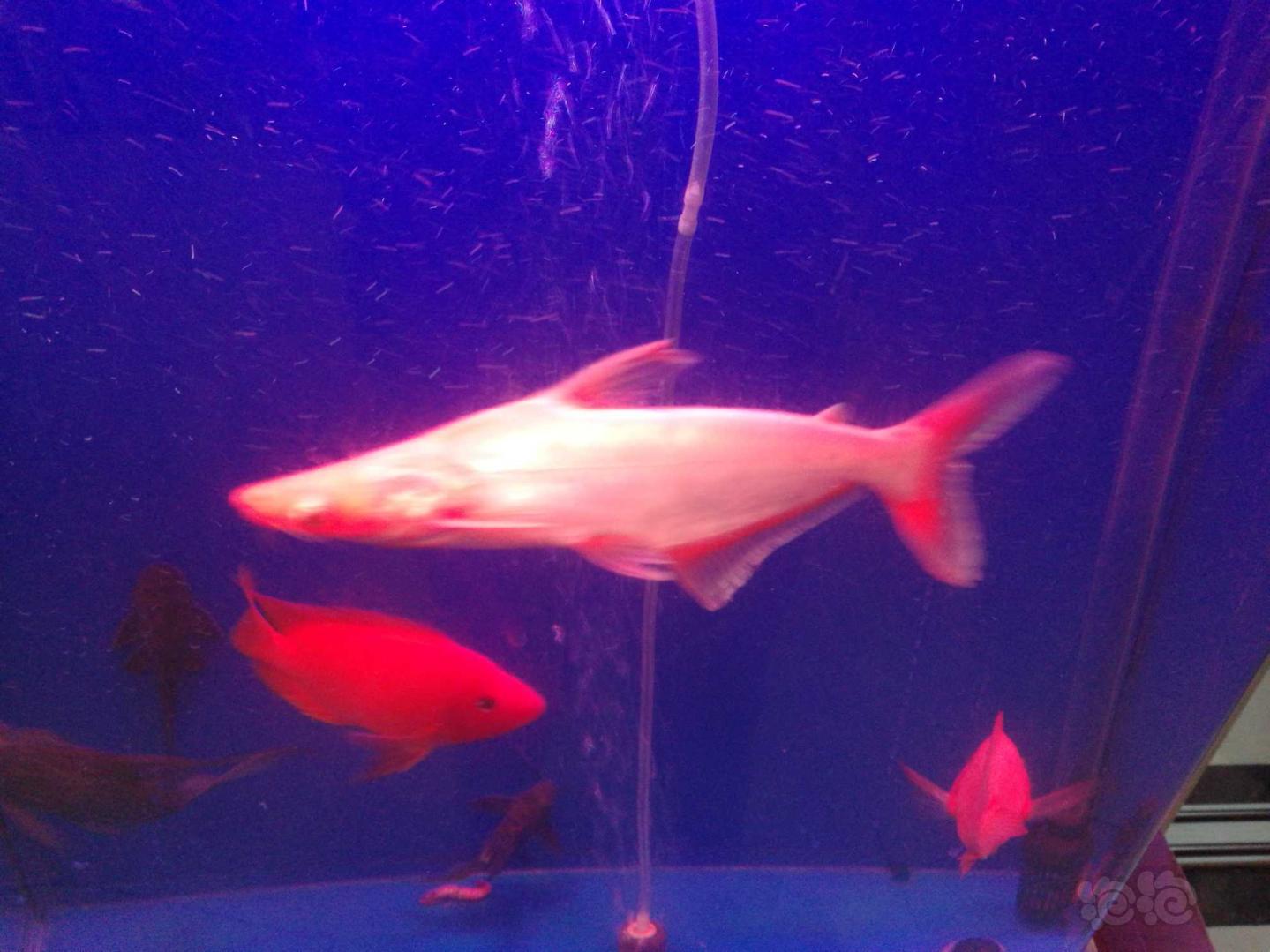 【鲶鱼】红版大白鲨大家见过吗？30元从济宁买的一条-图1