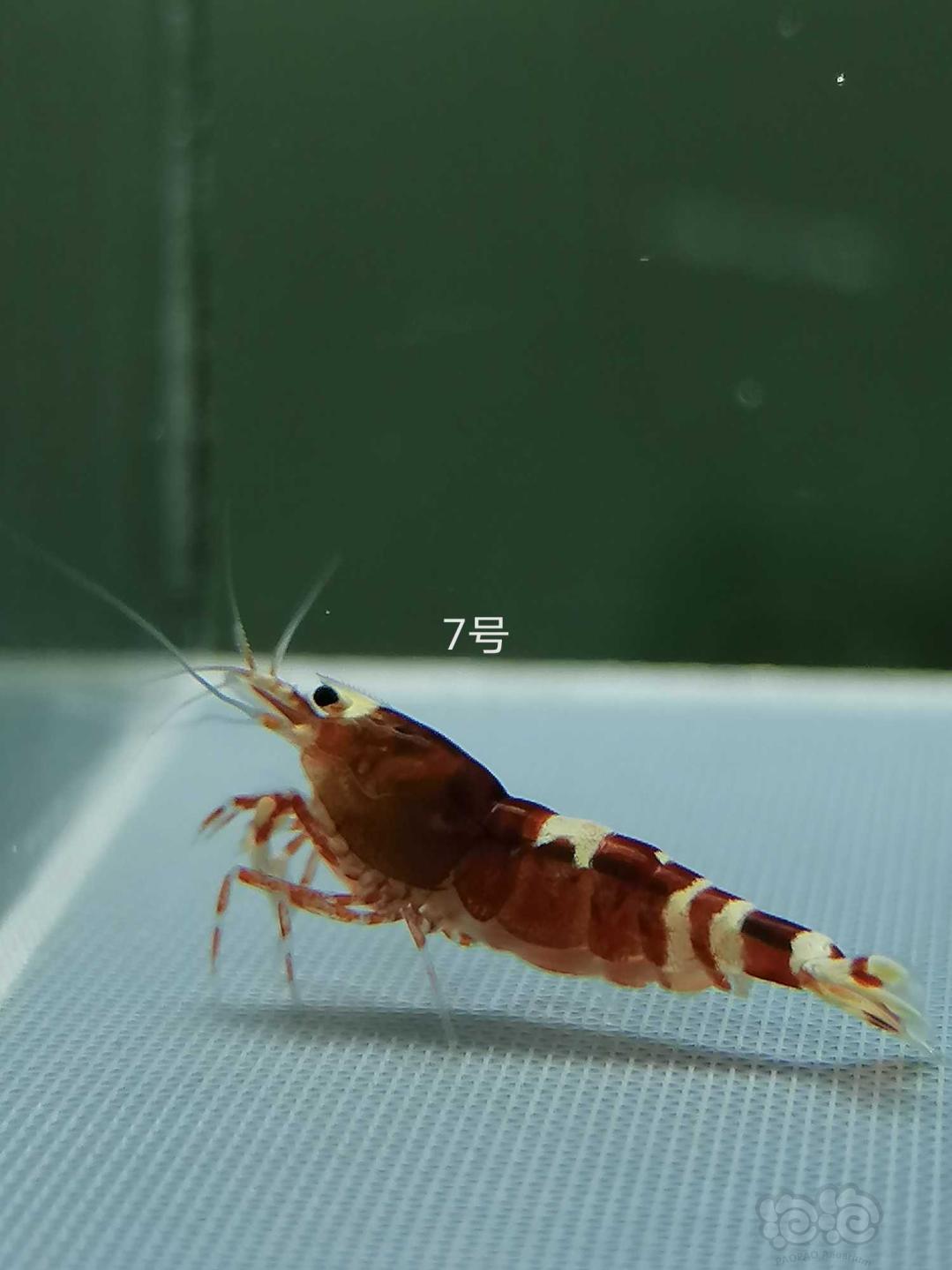【虾】2020-4-24#RMB拍卖虎皮繁殖组11只-图7