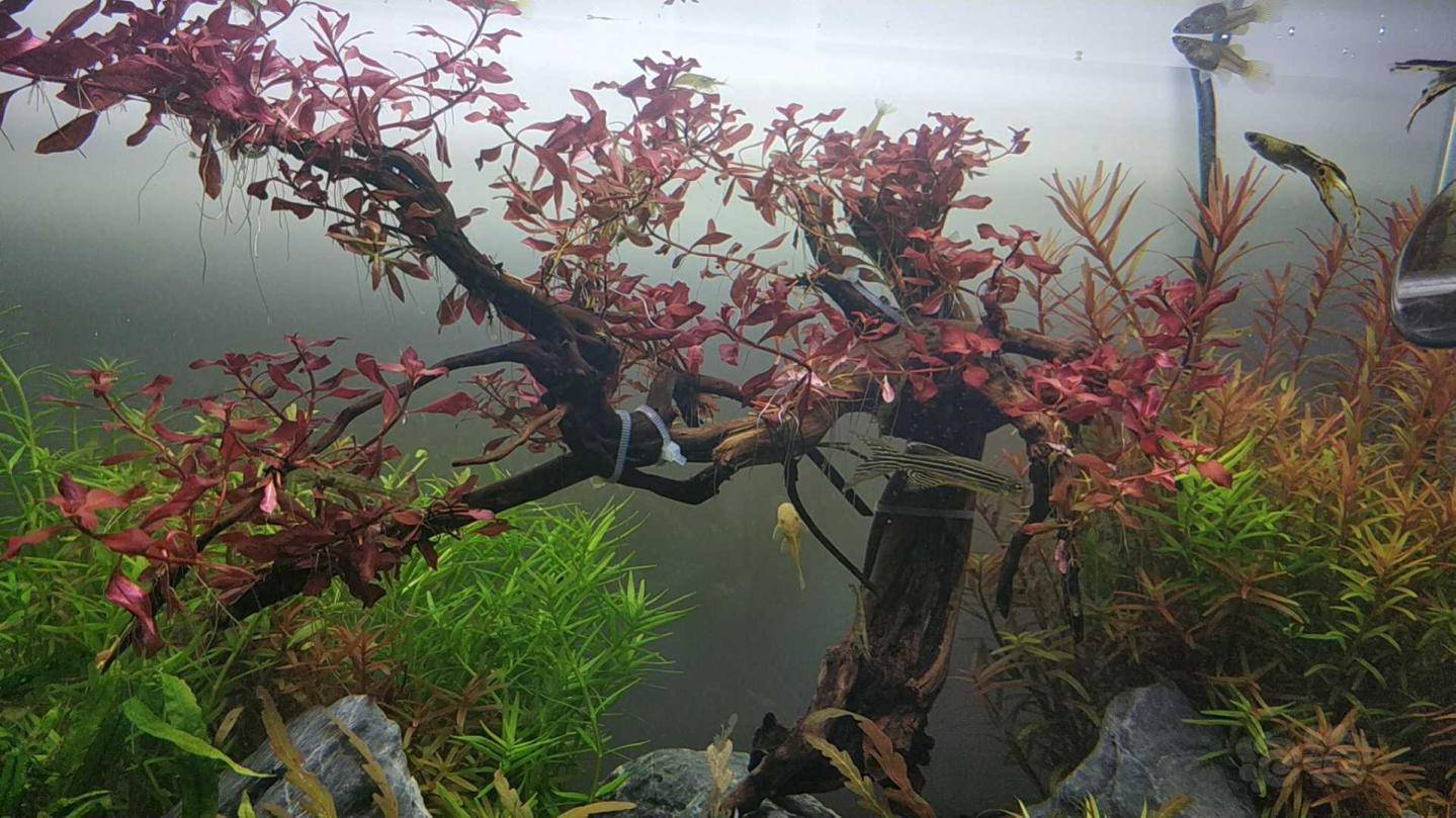 求助帖最好养红的紫红丁香居然