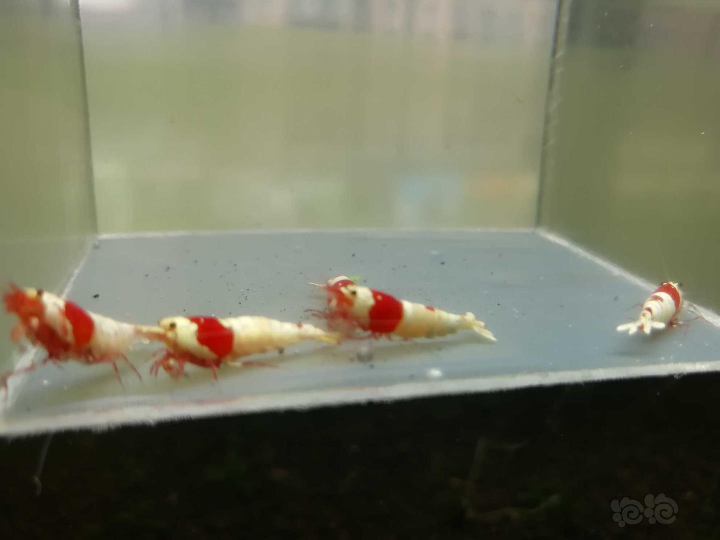 【虾】2020-04-24#RMB拍卖#红白纯血水晶虾一份5只-图2
