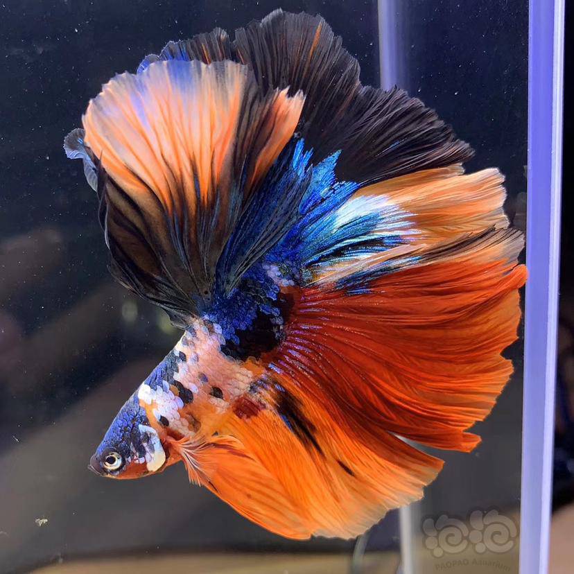 【斗鱼】尾巴大到撑不起来