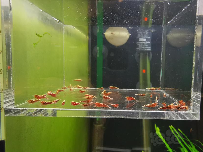 【虾】2020-04-27#RMB拍卖红银河鱼骨幼虾一组50只-图1