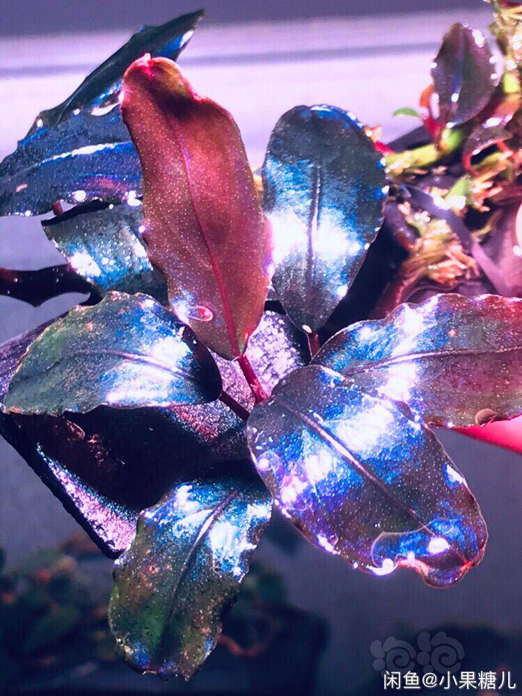 【辣椒榕】试出辣椒榕 雅典娜 野株